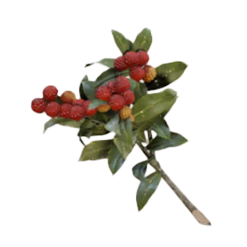 Candleberries