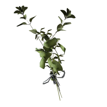 Great Mullein